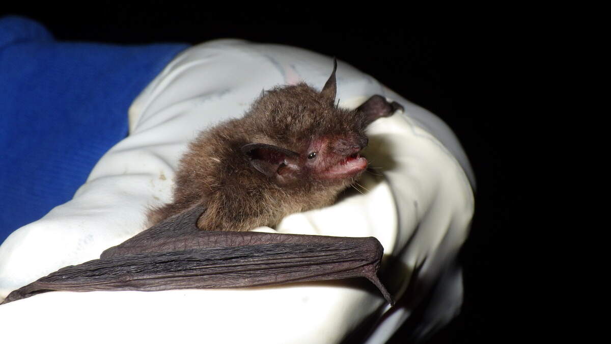 Indiana bats are listed as endangered and have been considered near extinction. “The current population has declined by half compared to when the species was listed as endangered,” the U.S. Fish and Wildlife Service reports.
